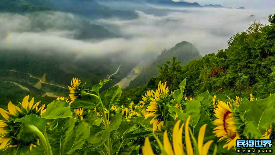 婺源向日葵花与三清山摄影团-感受山间雾漫向日葵摄影美景团