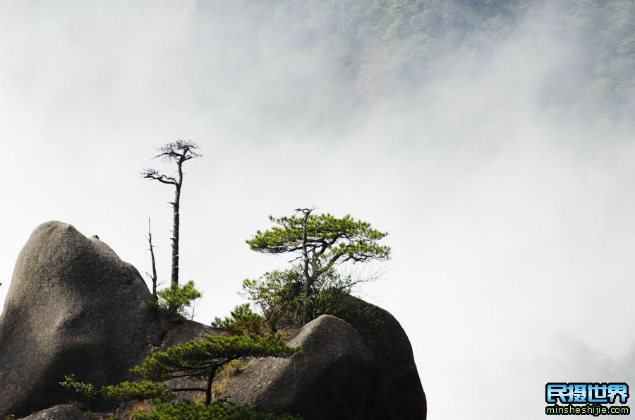 婺源向日葵花与三清山摄影团-感受山间雾漫向日葵摄影美景团