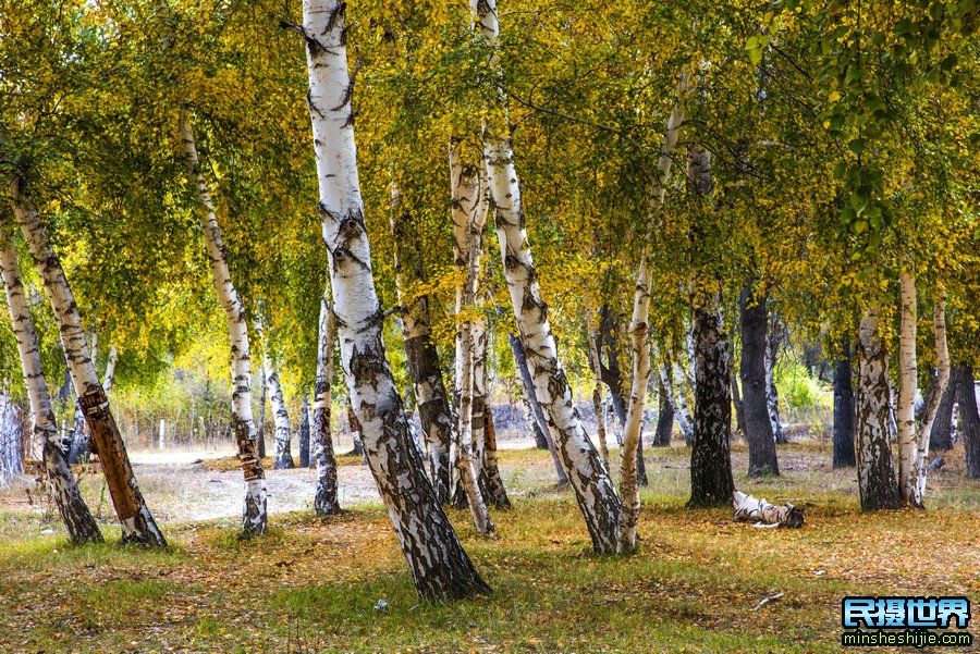 秋季坝上摄影团-感受色彩丰富的金秋坝上草原奔马摄影团