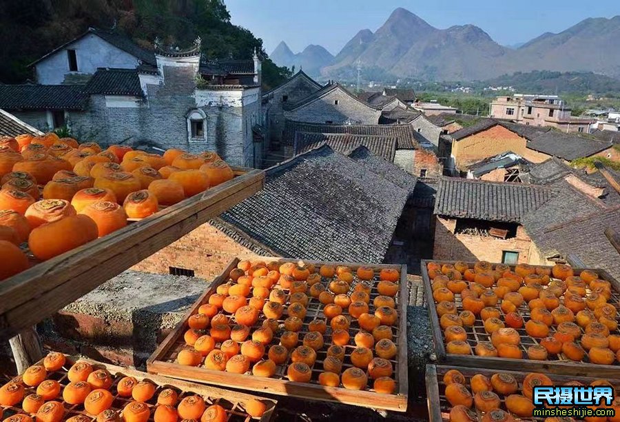 广西桂林山水与最美银杏林摄影团-感受桂林海洋银杏摄影及柿子人文风光摄影