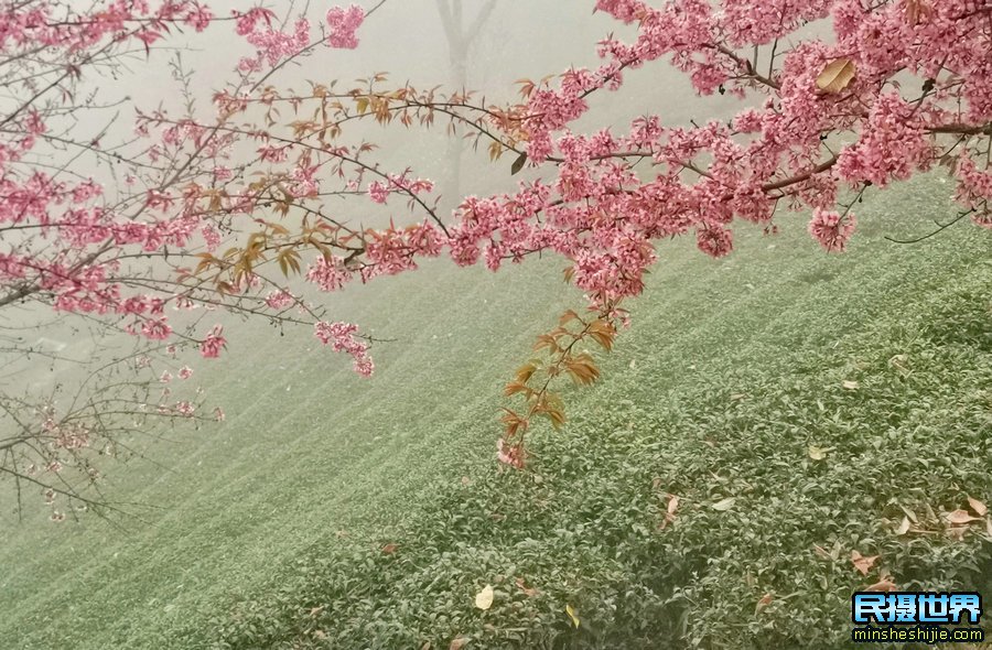 最美云南摄影团:无量山樱花摄影团-银杏村-和顺古镇-诺邓古村人文建筑-八卦太极峡谷拍摄