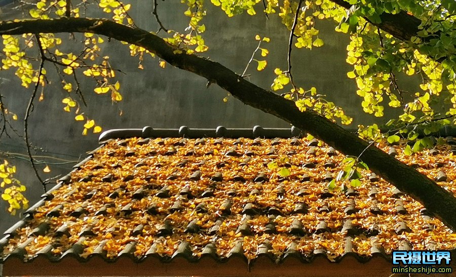 最美云南摄影团:无量山樱花摄影团-银杏村-和顺古镇-诺邓古村人文建筑-八卦太极峡谷拍摄