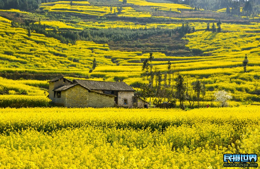 云南摄影团-含普者黑-东川红土地-罗平油菜花-元阳梯田摄影团