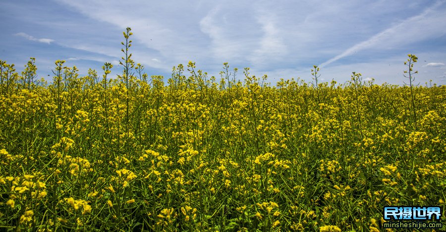 油菜花拍摄技巧与油菜花摄影注意事项