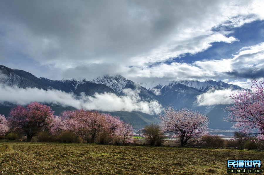 波密桃花与林芝桃花摄影团