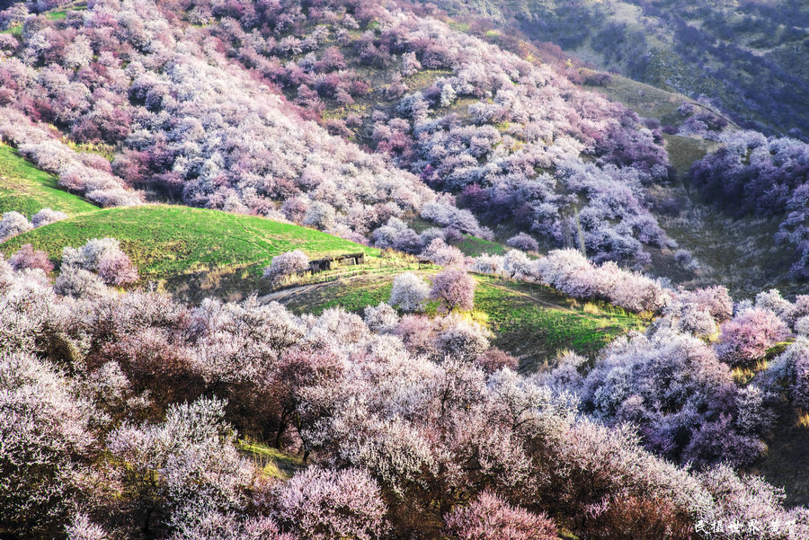 杏花拍摄的技巧