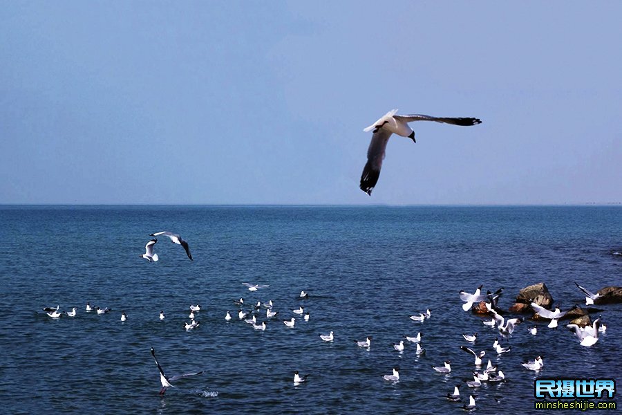青海最佳旅游时间 青海湖什么时候去旅游最好