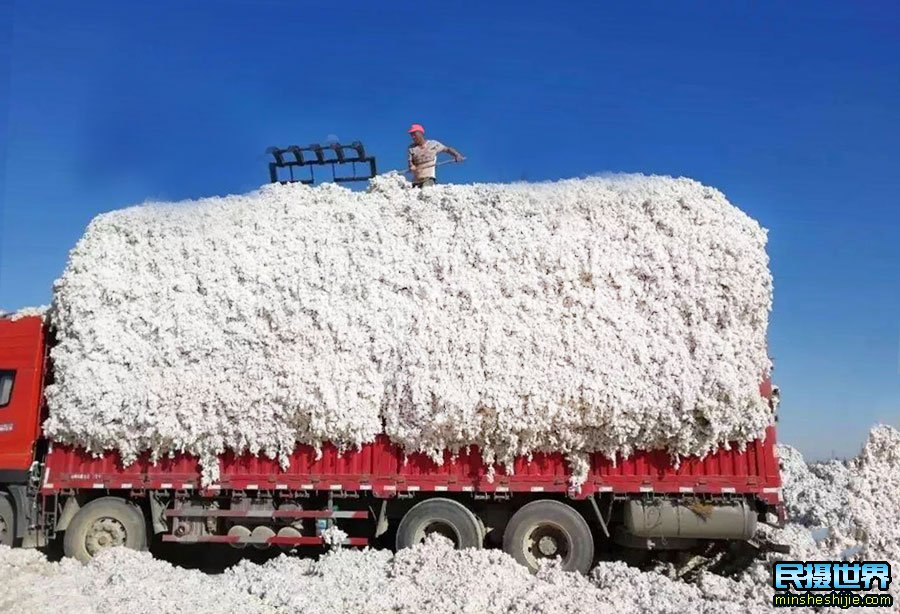 新疆棉花收成