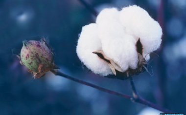 新疆棉花事件不再是热点 但新疆棉花摄影却是热门的主题！