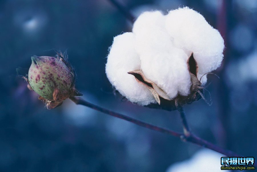 新疆棉花摄影作品