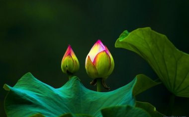 花开了，经典花卉拍摄技巧攻略必须学会