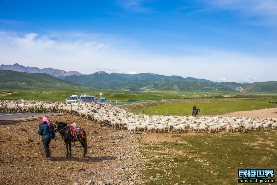肃南二尕公路-青海祁连门源油菜花摄影团