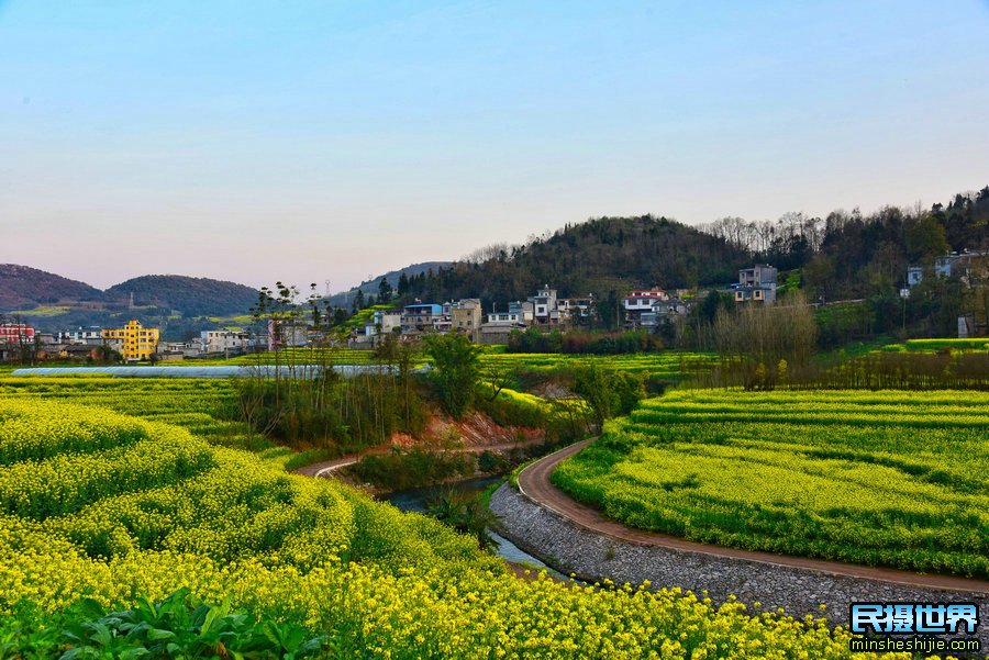 油菜花