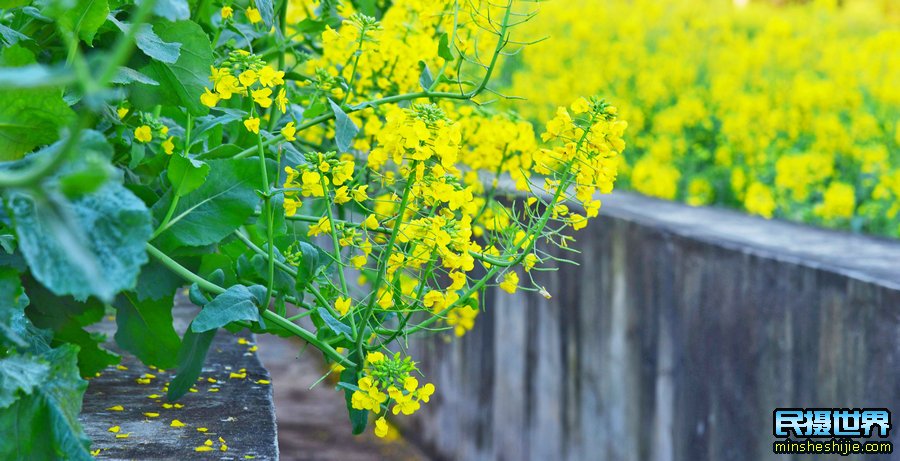 油菜花