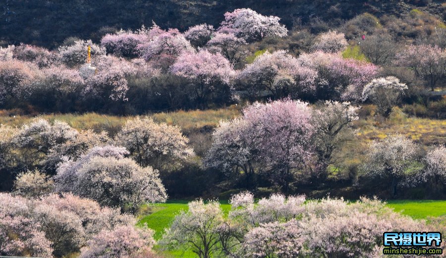 西藏林芝挑花摄影团-然乌湖来古冰川-波密桃花摄影团