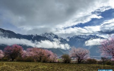 西藏林芝挑花摄影团-然乌湖来古冰川-波密桃花摄影团