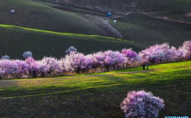 喀什杏花与伊犁吐尔根杏花旅游摄影团-感受新疆杏花摄影魅力