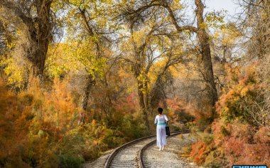 新疆塔里木河摄影团：拍摄秋季胡杨美景