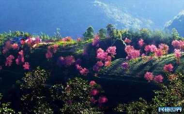 无量山樱花谷几月开花？2023年最新消息！