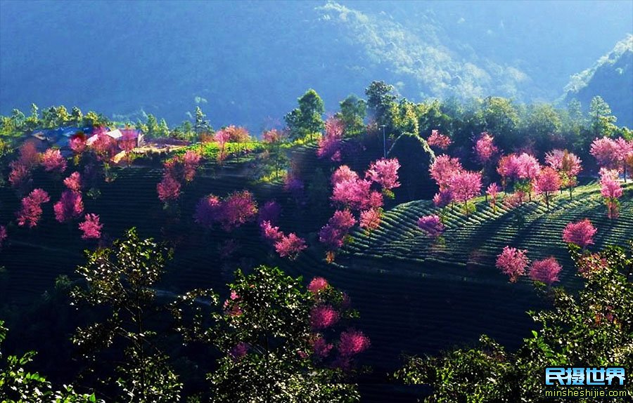 无量山樱花谷几月开花?2023年最新消息!