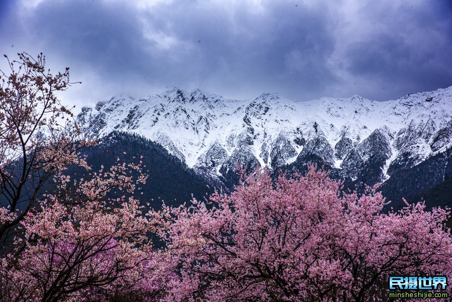 西藏波密林芝桃花摄影团