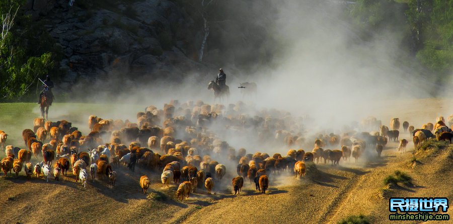 新疆牛羊转场摄影团
