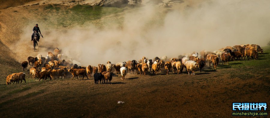 新疆牛羊转场摄影团