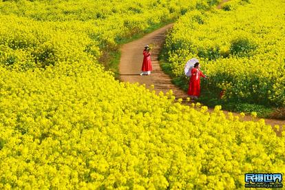 黄山婺源油菜花摄影团-十里画廊-土楼群-石潭-卢村-宏村-塔川-江岭-篁岭晒秋摄影团
