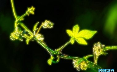 花卉摄影的基本技巧有哪些？五个花卉拍摄技巧拍出唯美的花朵