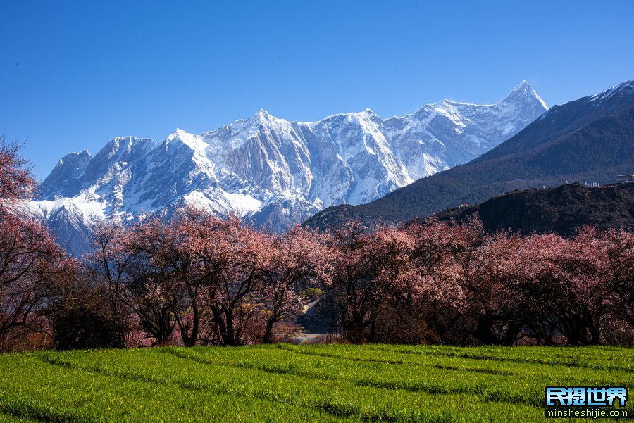 西藏波密林芝桃花摄影团-包含索松村桃花-墨脱-波密桃花摄影团