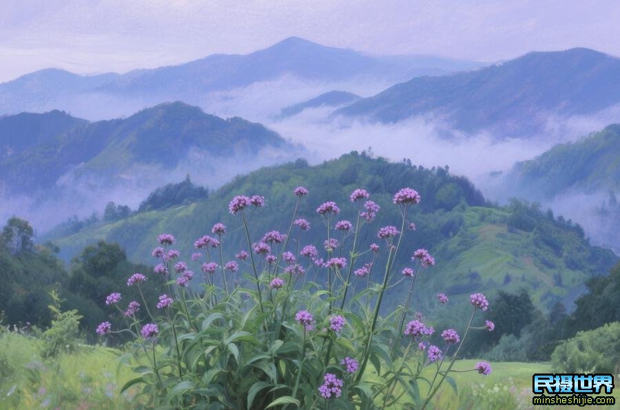 马鞭草怎么拍照好看？马鞭草花海拍摄技巧