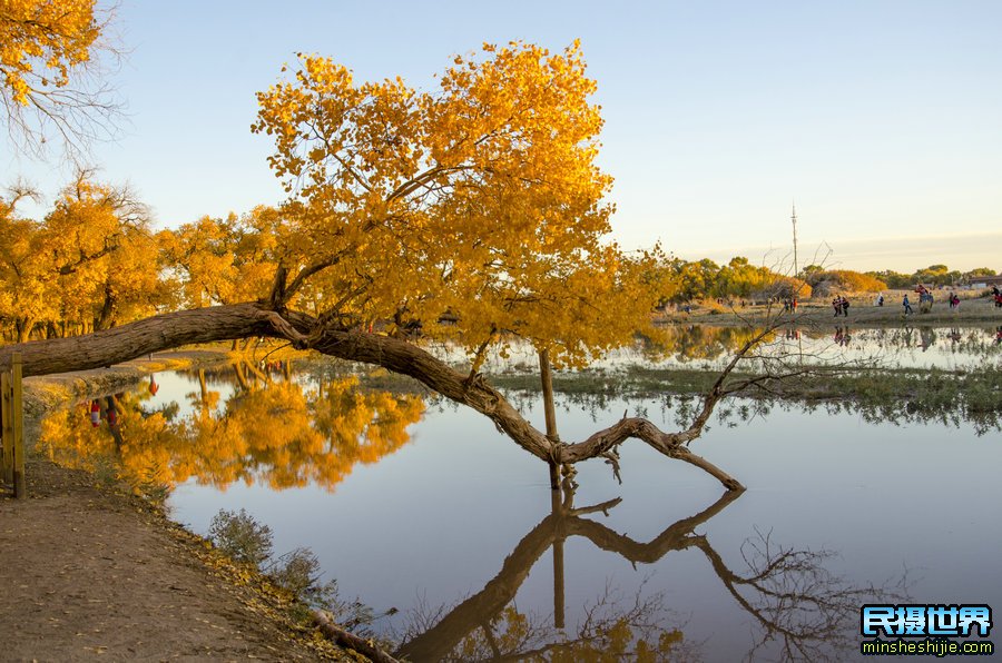 额济纳胡杨林秋季摄影游