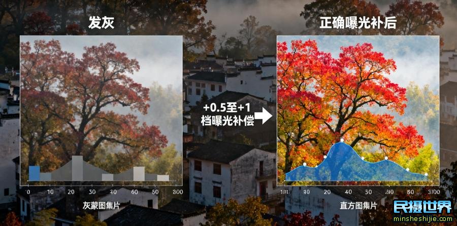 曝光补偿陷阱:为什么你的红叶照片总“发灰”?婺源实拍数据揭秘