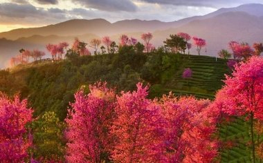 无量山晨雾樱花摄影教程：6点蹲守柔光，用长焦压缩空间拍仙境花海