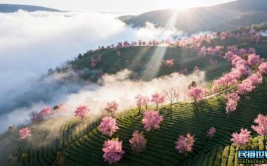 无量山樱花谷爆红背后：云南摄影团揭秘晨雾仙境的黄金1小时