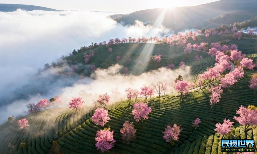 无量山樱花摄影