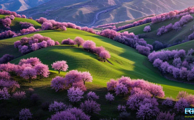 新疆杏花创作摄影团新玩法：掌握这几个技巧，这些特定场景你也能拍